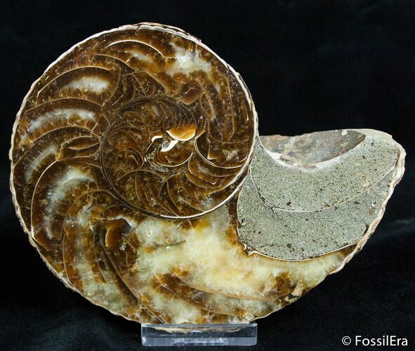 Inch, Scarce Desmoceras Ammonite #2392